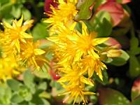 Sedum Compressum (fam. Crassulacees) (3) (Photo F. Mrugala)